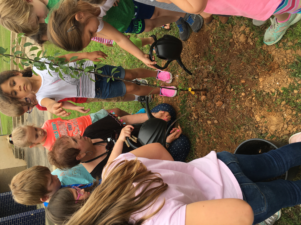 K5 Students Plant an Arkansas Black Apple Tree